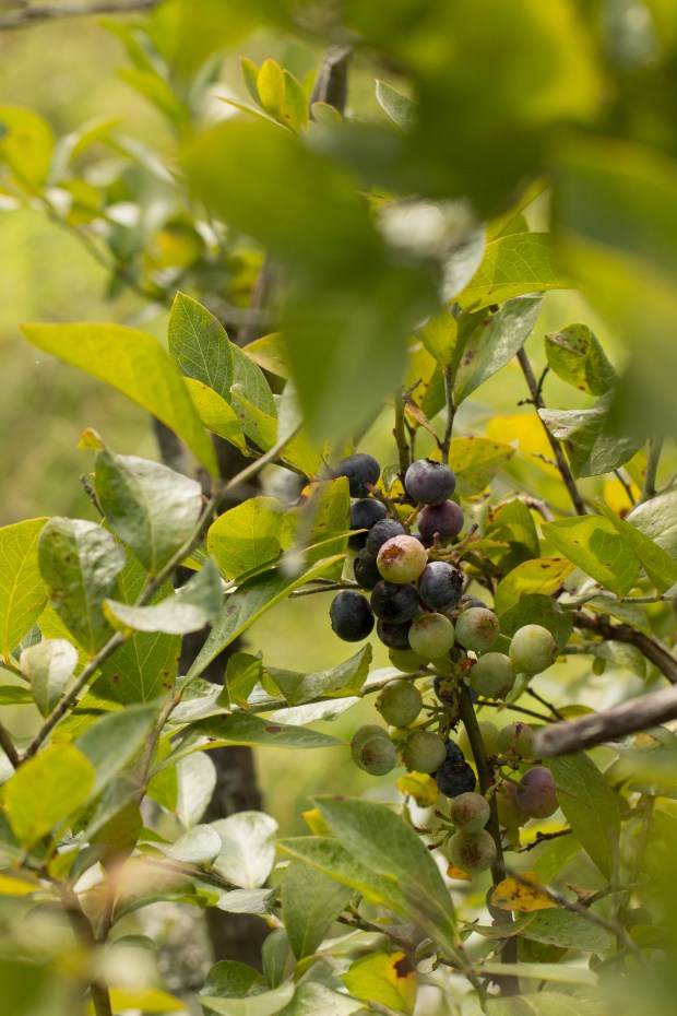 BlueberryHill020_edited-1